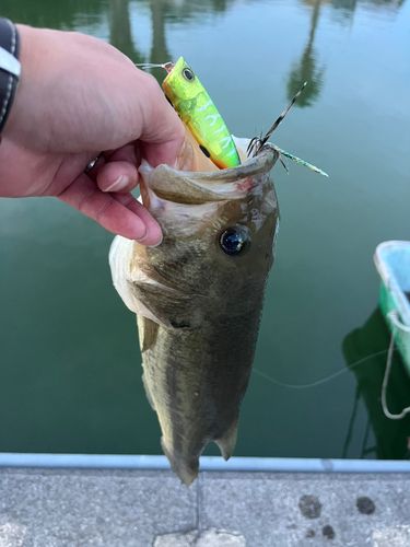 ブラックバスの釣果