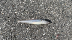 キスの釣果