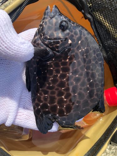 イシガキダイの釣果