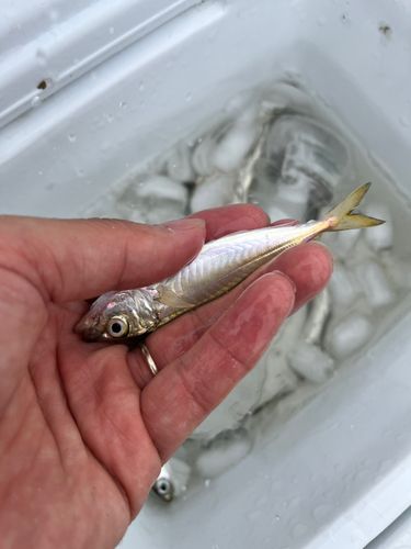 アジ