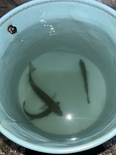 セイゴ（ヒラスズキ）の釣果