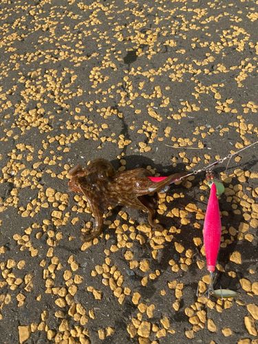 タコの釣果