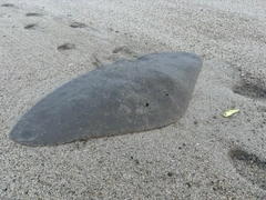 ツバクロエイの釣果