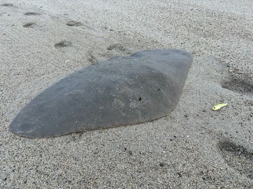 ツバクロエイの釣果