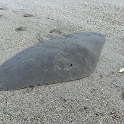 ツバクロエイ