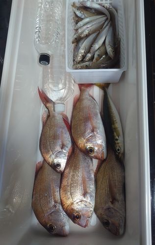 マダイの釣果