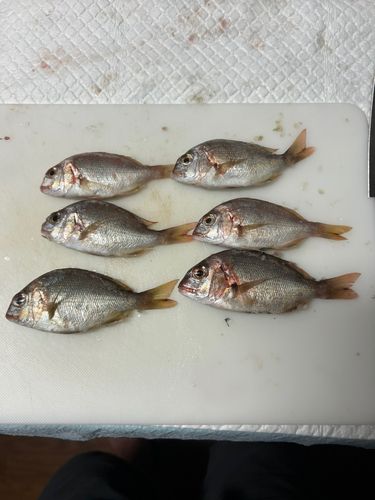 チャリコの釣果