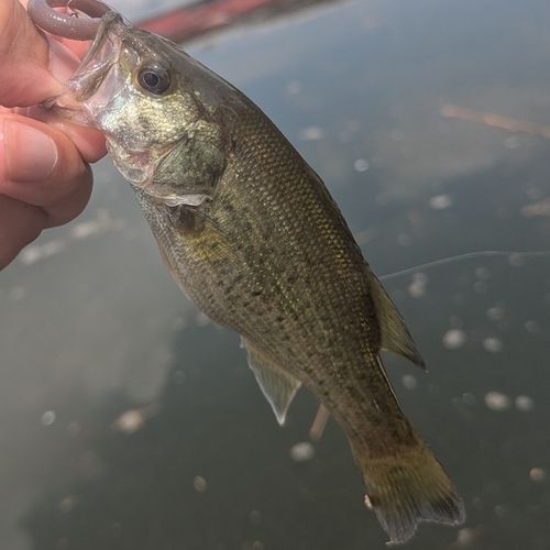 ラージマウスバスの釣果