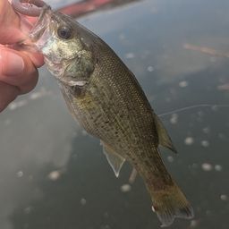 ラージマウスバス