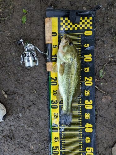 ブラックバスの釣果