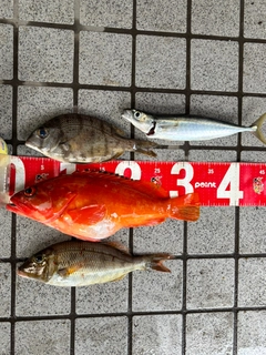 アカハタの釣果