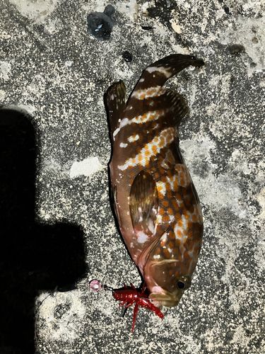 キジハタの釣果