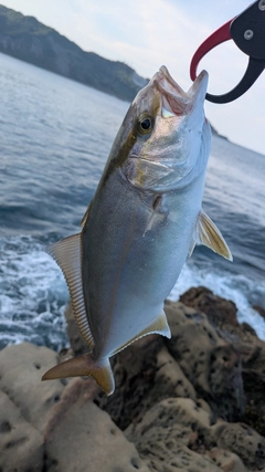 ショゴの釣果