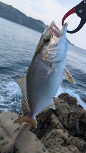 ショゴの釣果
