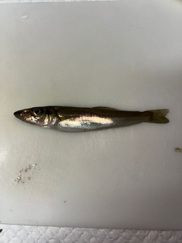 キスの釣果