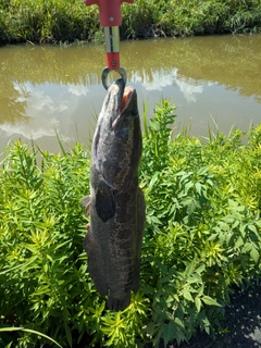 ライギョの釣果
