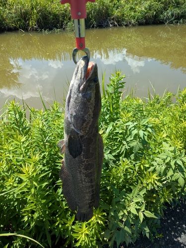 ライギョの釣果
