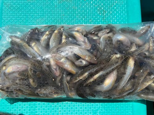 ハゼの釣果