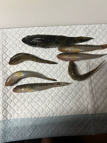 ハゼの釣果