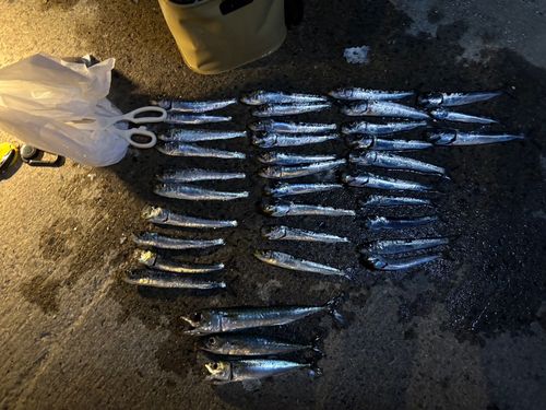 イワシの釣果