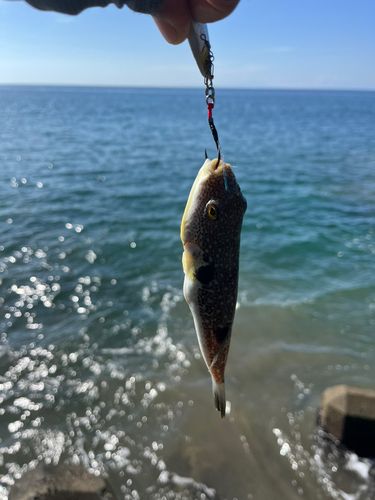 フグの釣果