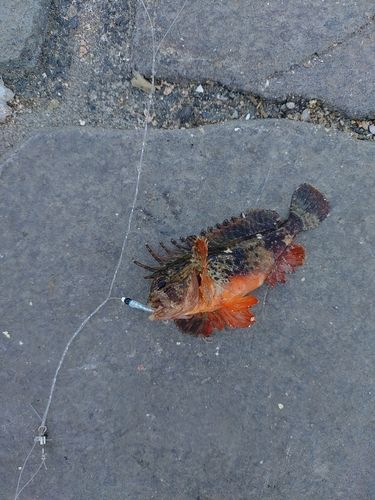 ハオコゼの釣果