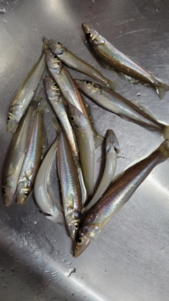 シロギスの釣果