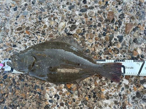 ヒラメの釣果