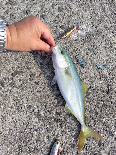 ツバスの釣果