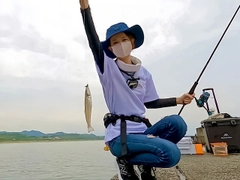 キスの釣果