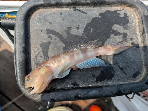 由良海つり公園
