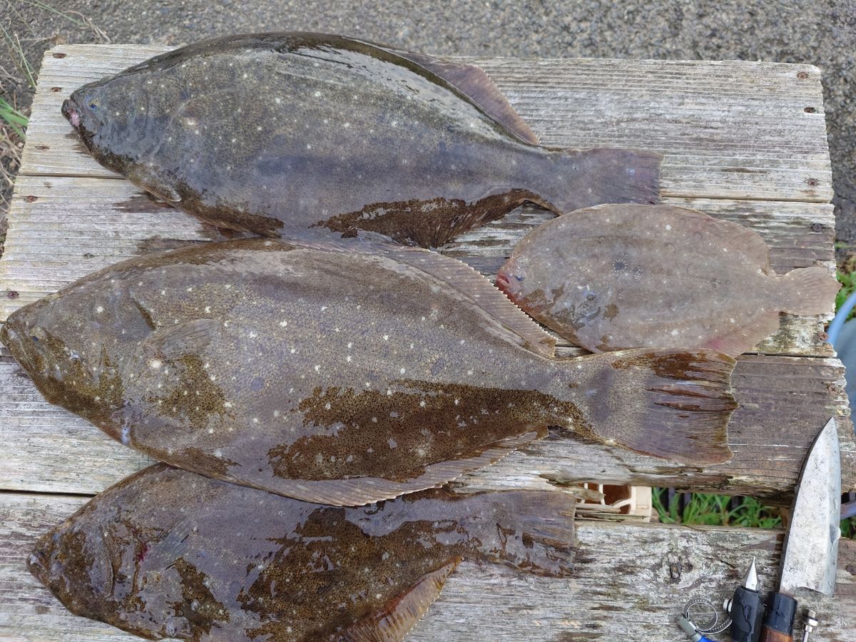 働くルアーマンさんの釣果 1枚目の画像