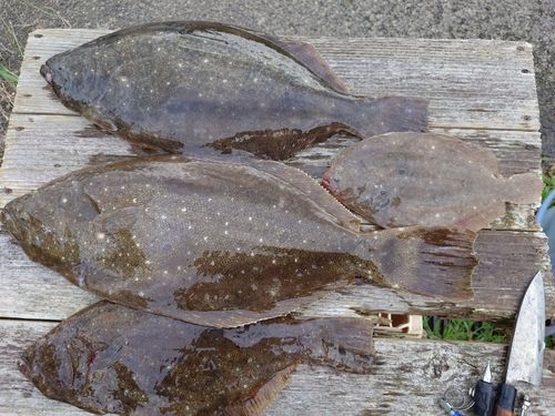 ヒラメの釣果