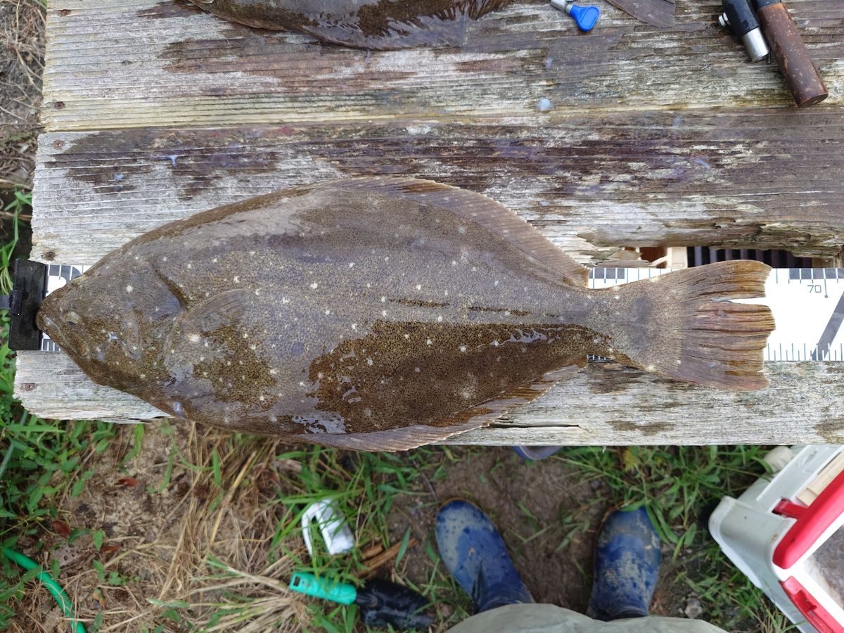 働くルアーマンさんの釣果 2枚目の画像