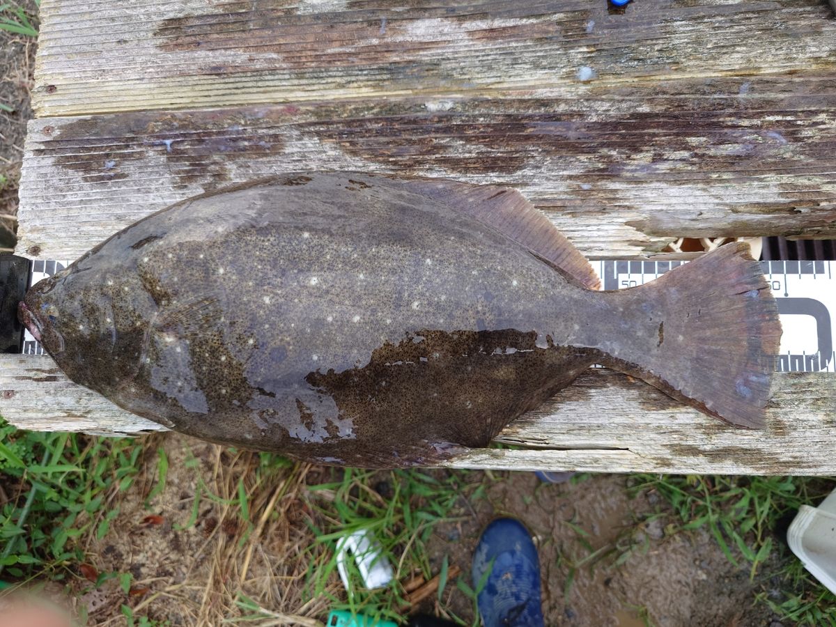 働くルアーマンさんの釣果 3枚目の画像