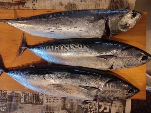 ソウダガツオの釣果