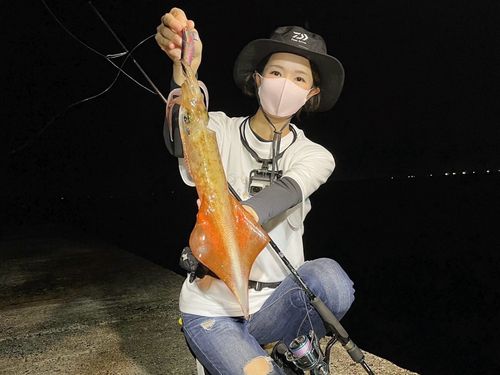 ケンサキイカの釣果