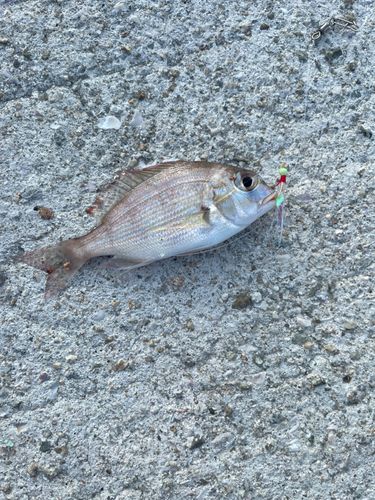 チャリコの釣果