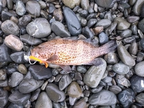 オオモンハタの釣果