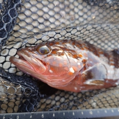 キジハタの釣果