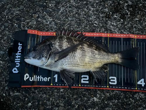 クロダイの釣果