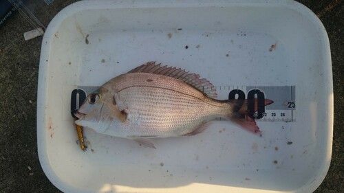 チャリコの釣果