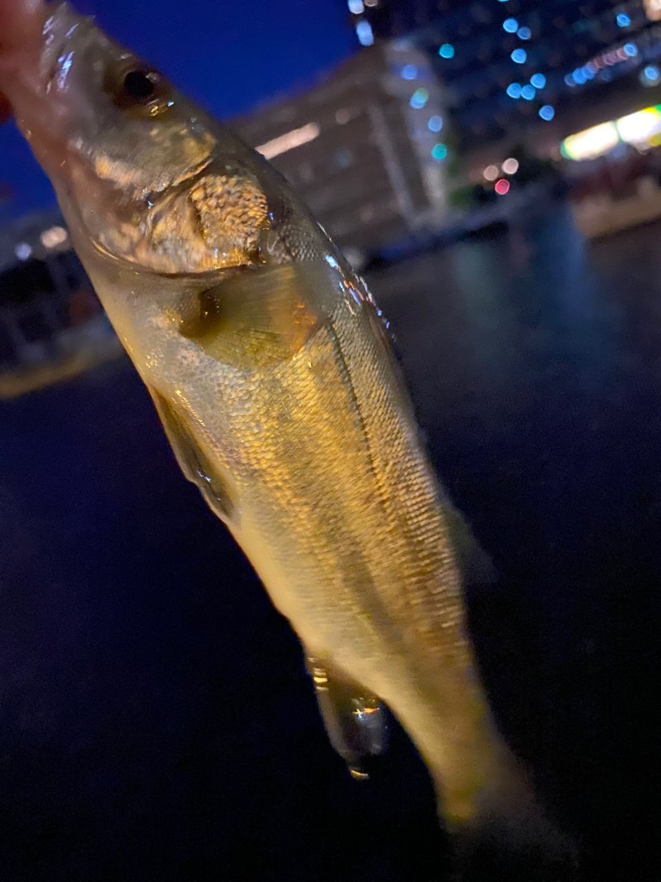 シーバス
