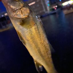 シーバス
