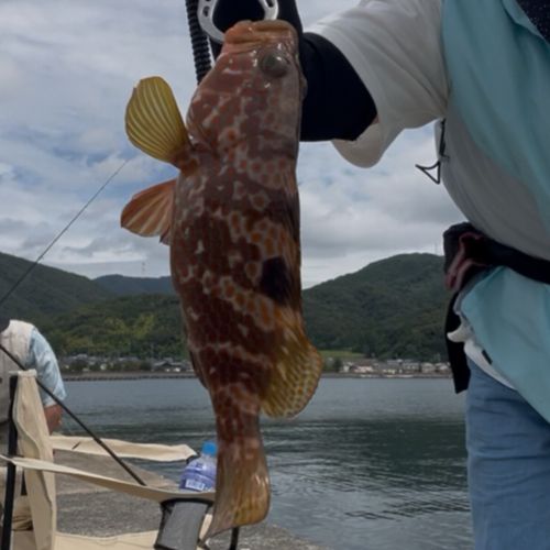 キジハタの釣果