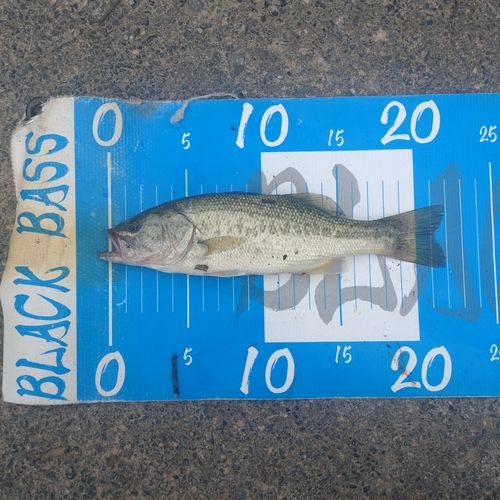 ブラックバスの釣果