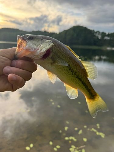 ブラックバスの釣果