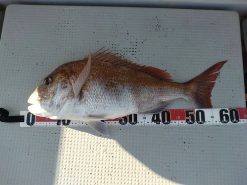 タイの釣果