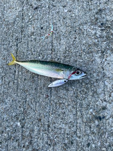 サバの釣果