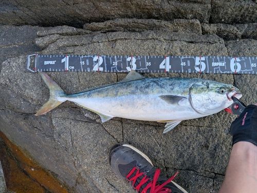 ワラサの釣果